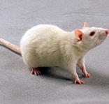 實驗動物模型分類